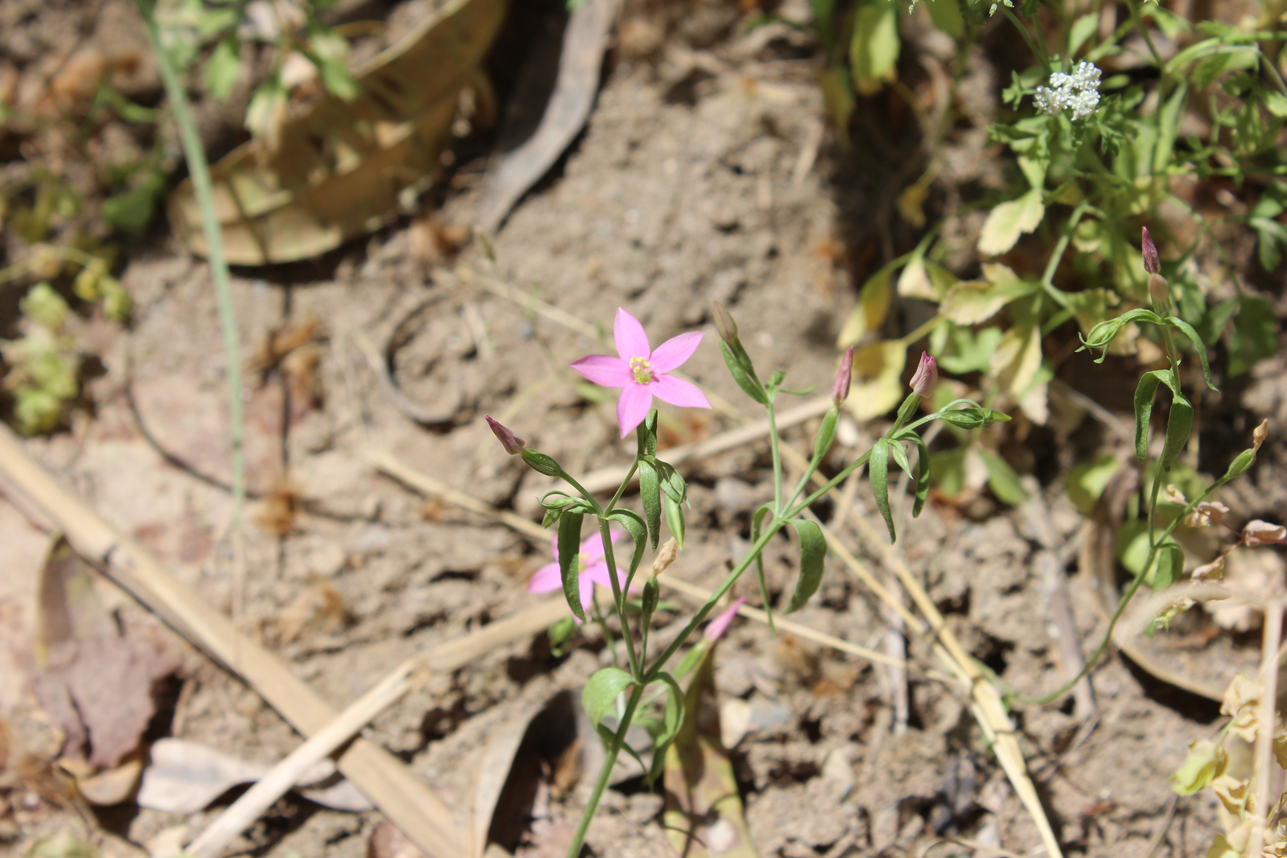 Plant Image